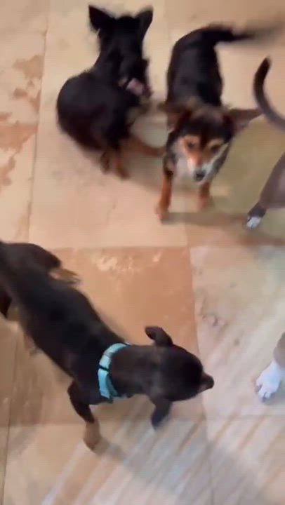 Enlarge Lola, an adopted mixed breed in Yonkers, NY video 3/3