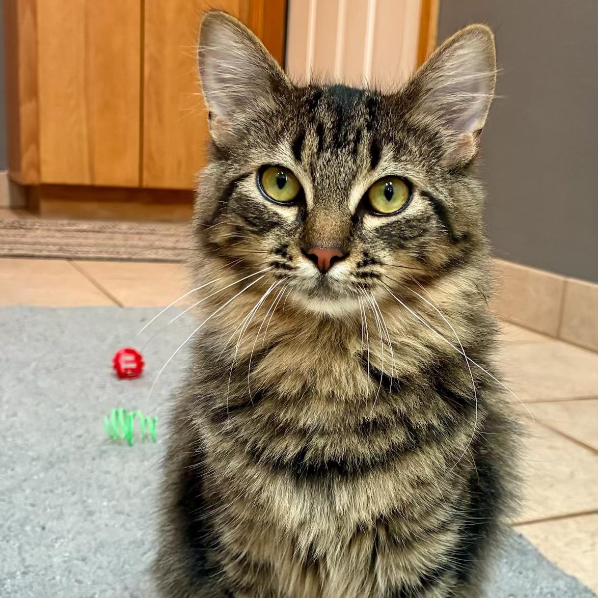 Enlarge Darla, a Adoptable Domestic Medium Hair in Tillamook, OR image 1/6