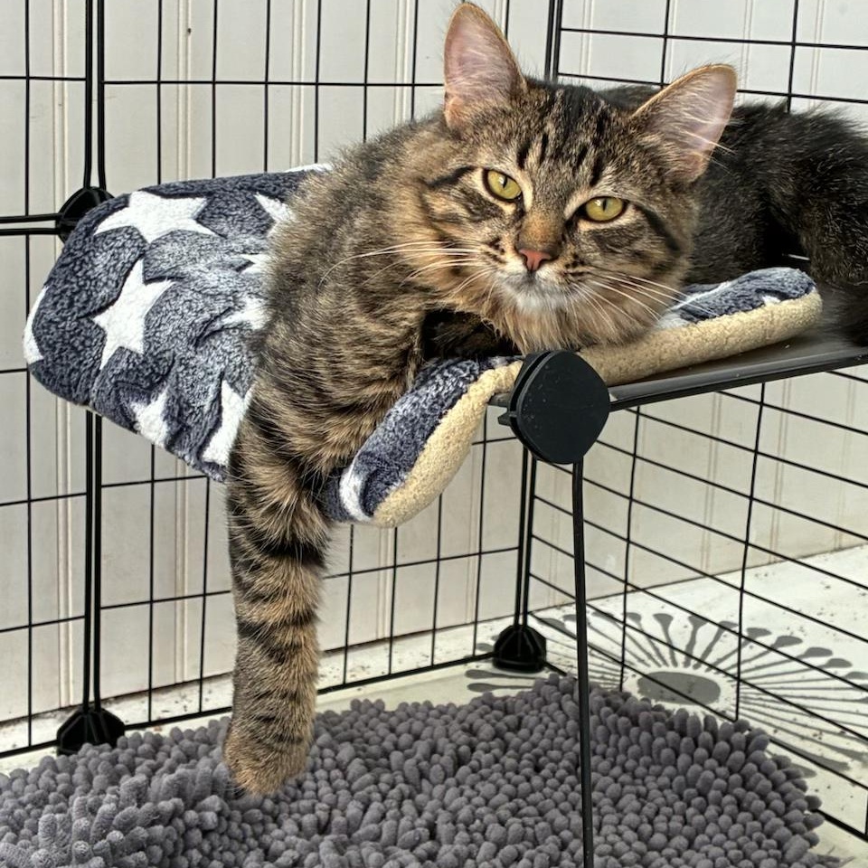 Enlarge Darla, a Adoptable Domestic Medium Hair in Tillamook, OR image 2/6