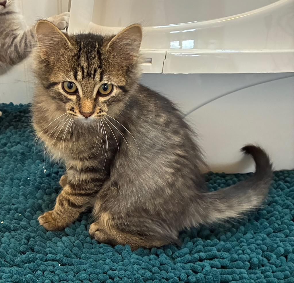 Enlarge Darla, a Adoptable Domestic Medium Hair in Tillamook, OR image 5/6