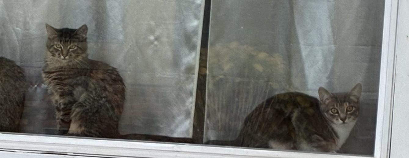 Enlarge Darla, a Adoptable Domestic Medium Hair in Tillamook, OR image 4/6