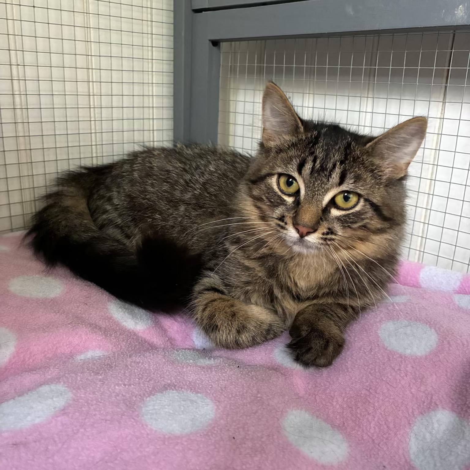 Enlarge Darla, a Adoptable Domestic Medium Hair in Tillamook, OR image 6/6