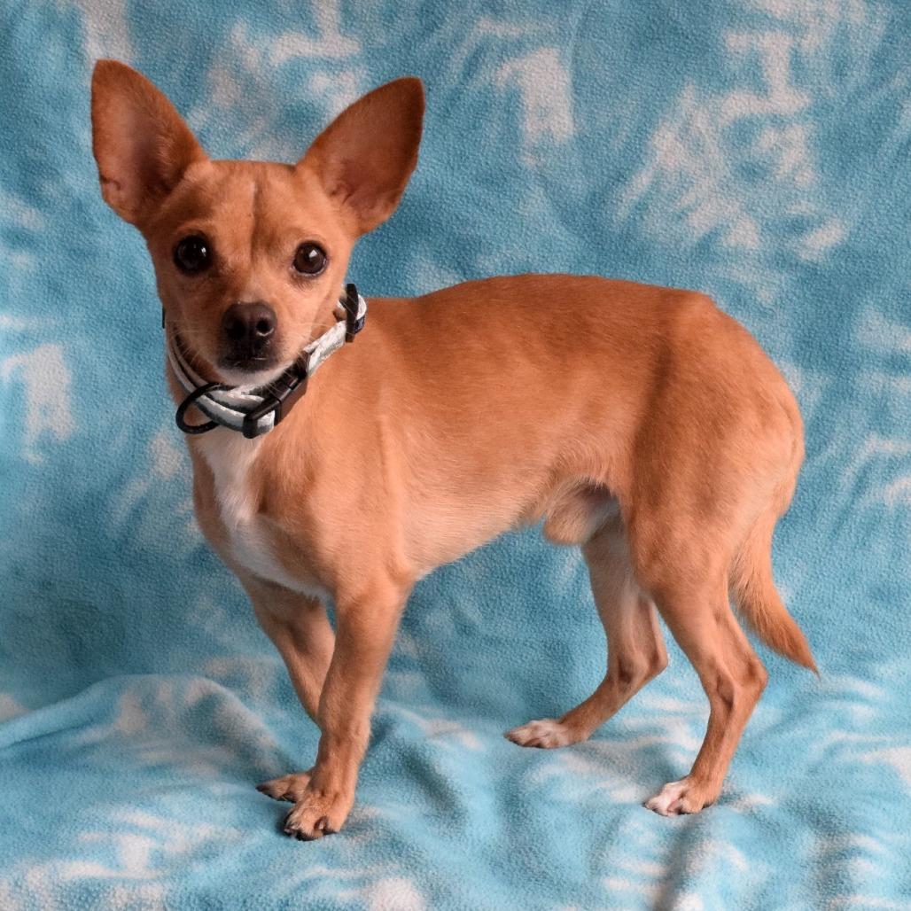 Forest, a Adoptable mixed breed in Eureka, CA image 2/4