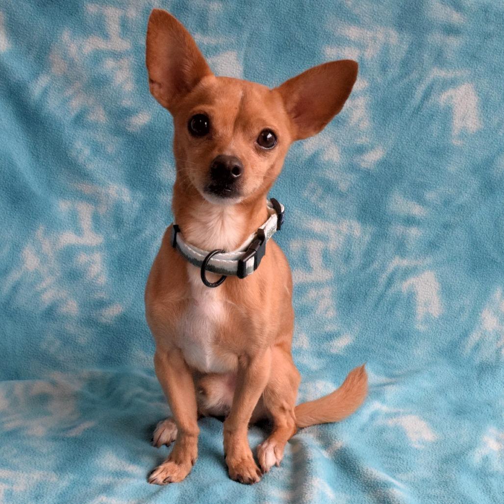 Forest, a Adoptable mixed breed in Eureka, CA image 3/4