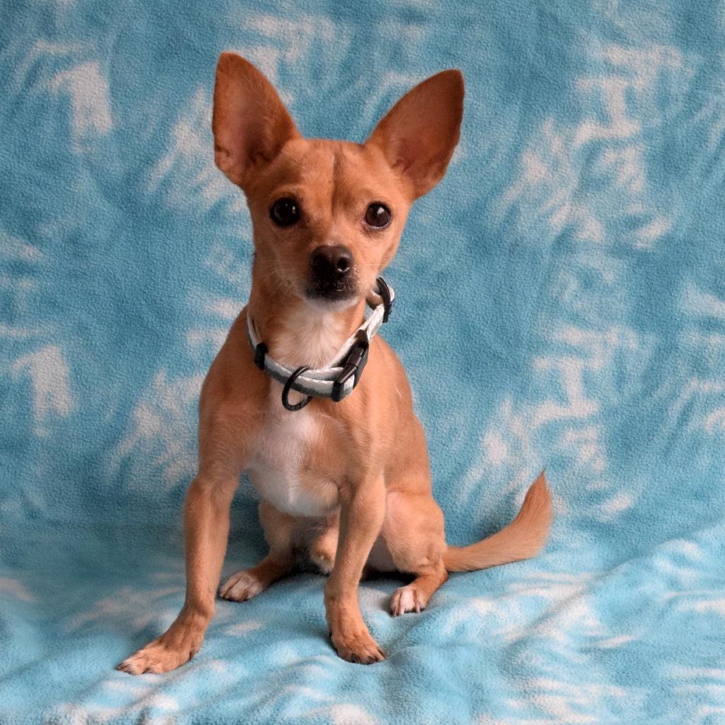 Forest, a Adoptable mixed breed in Eureka, CA image 4/4