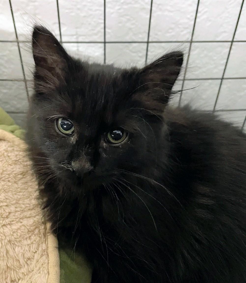 Pocahontas, Adoptable, Young Female Domestic Medium Hair.