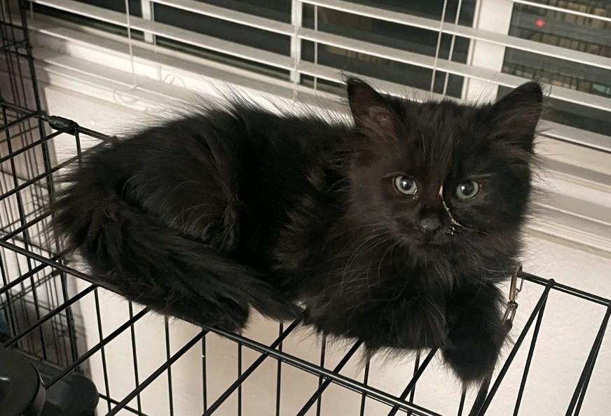 Enlarge Pocahontas, a Adoptable Domestic Medium Hair in Reno, NV image 3/4