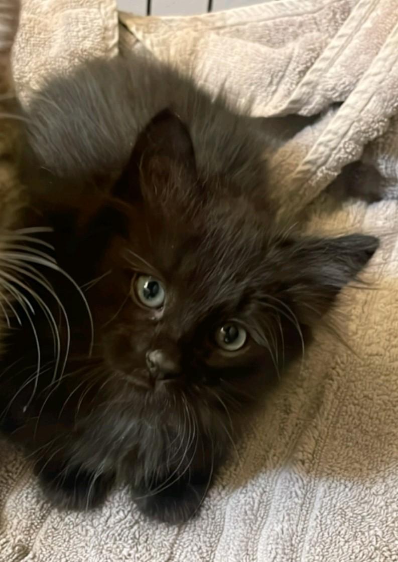 Enlarge Pocahontas, a Adoptable Domestic Medium Hair in Reno, NV image 2/4