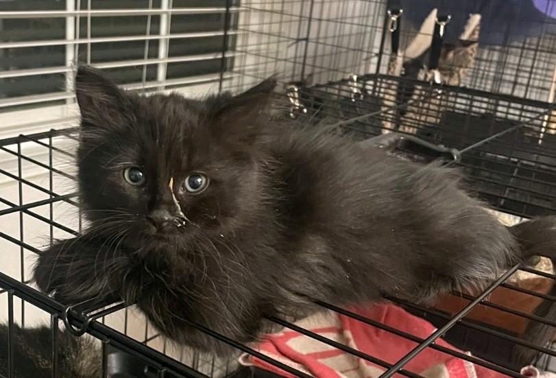 Enlarge Pocahontas, a Adoptable Domestic Medium Hair in Reno, NV image 4/4