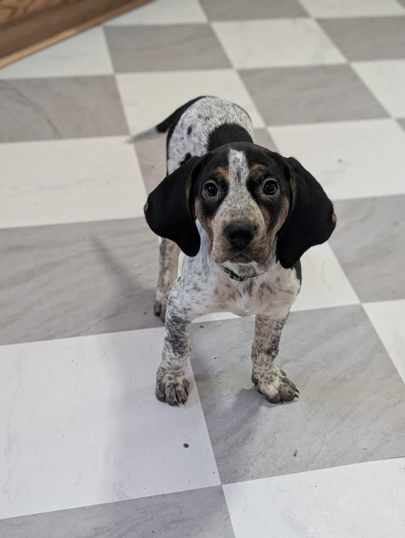 Enlarge Ember, an adopted mixed breed in Chattanooga, TN image 6/6