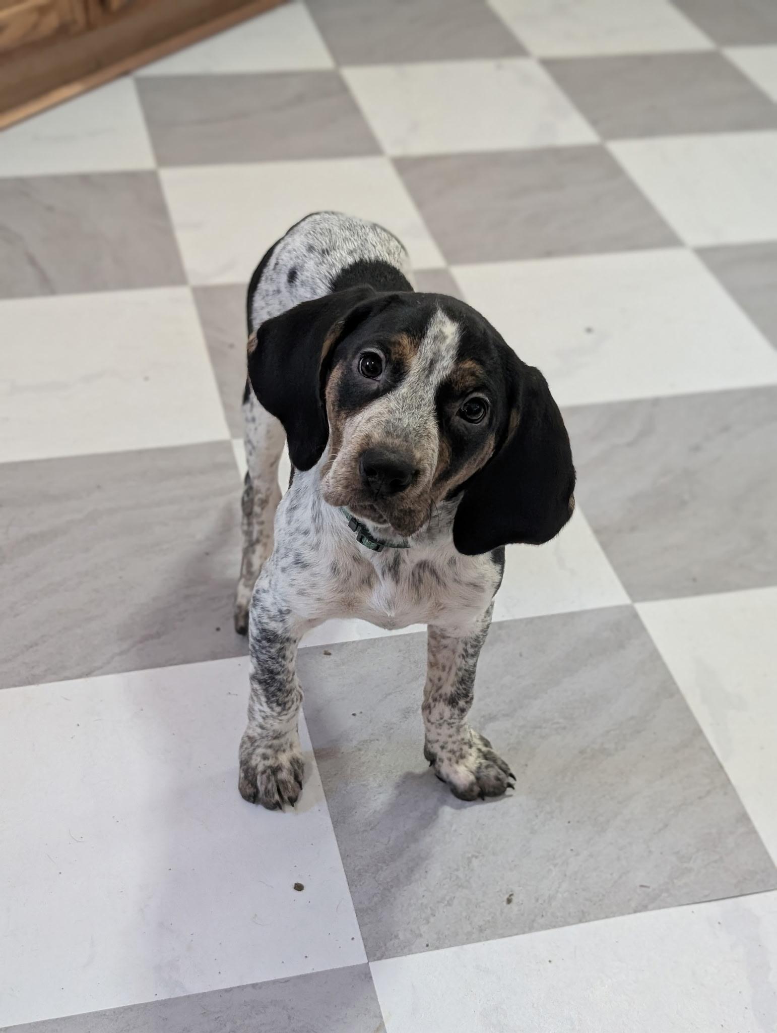 Enlarge Ember, an adopted mixed breed in Chattanooga, TN image 4/6