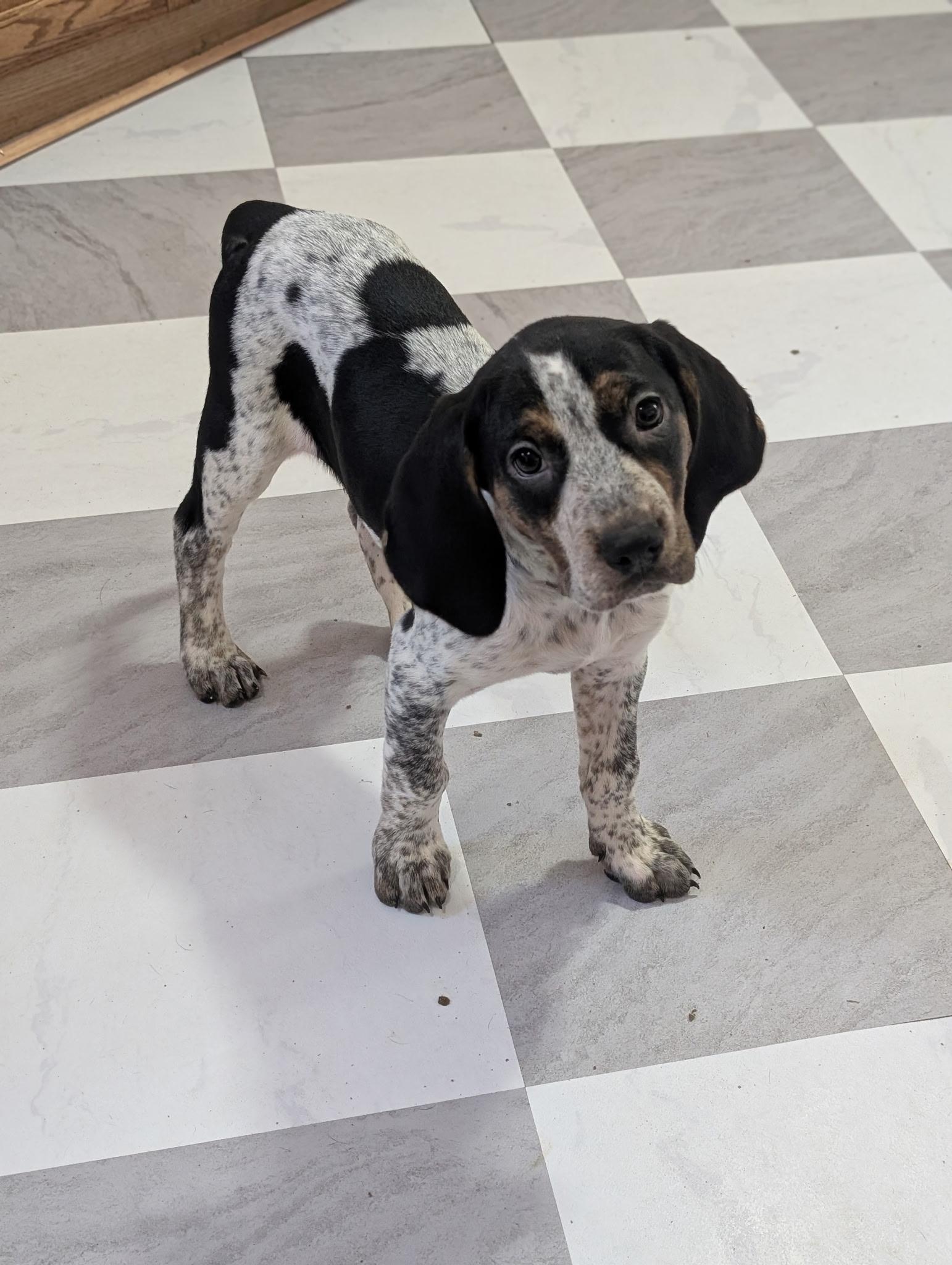 Enlarge Ember, an adopted mixed breed in Chattanooga, TN image 3/6