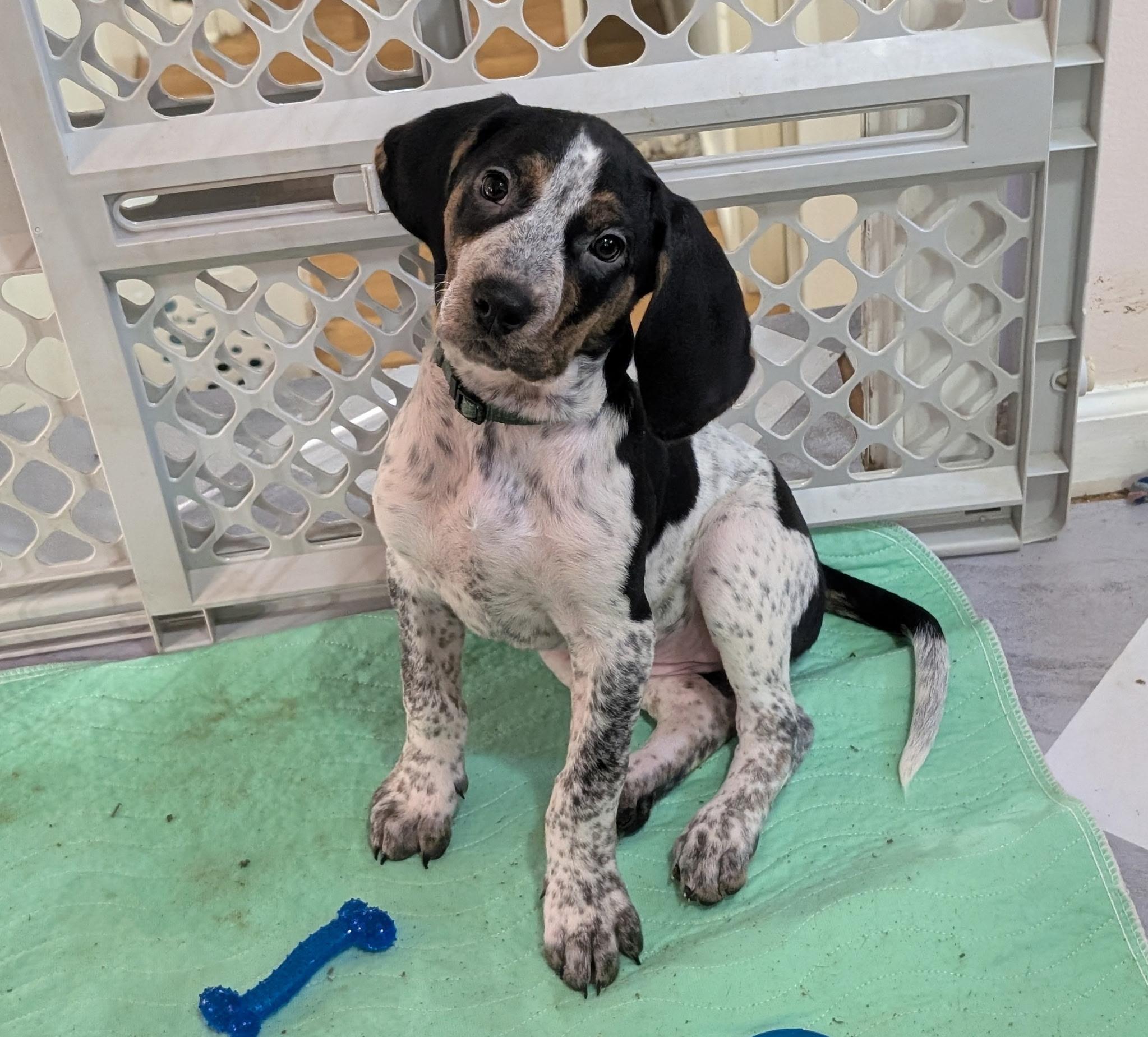 Enlarge Ember, an adopted mixed breed in Chattanooga, TN image 5/6