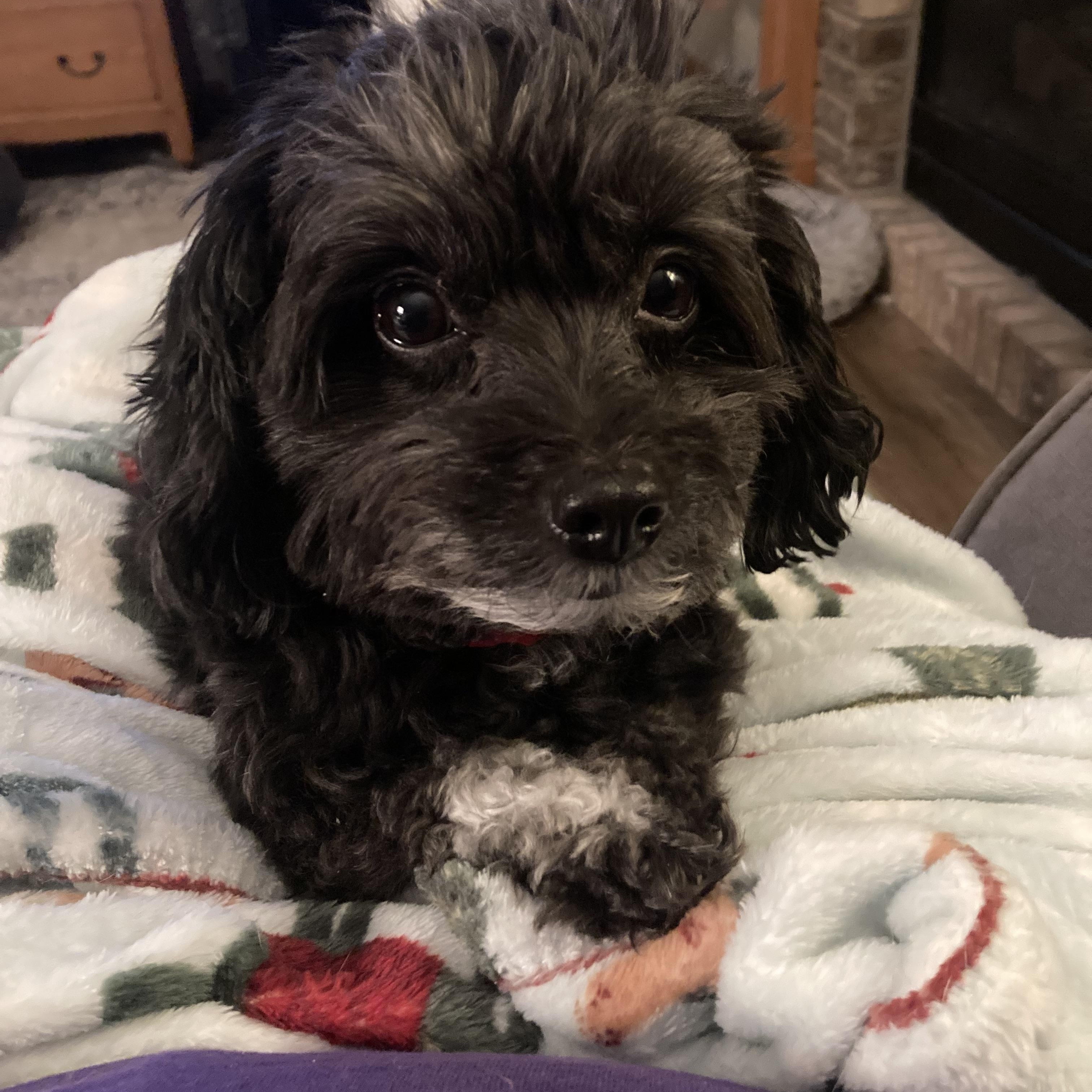 Enlarge Gus, an adopted mixed breed in Bettendorf, IA image 1/6