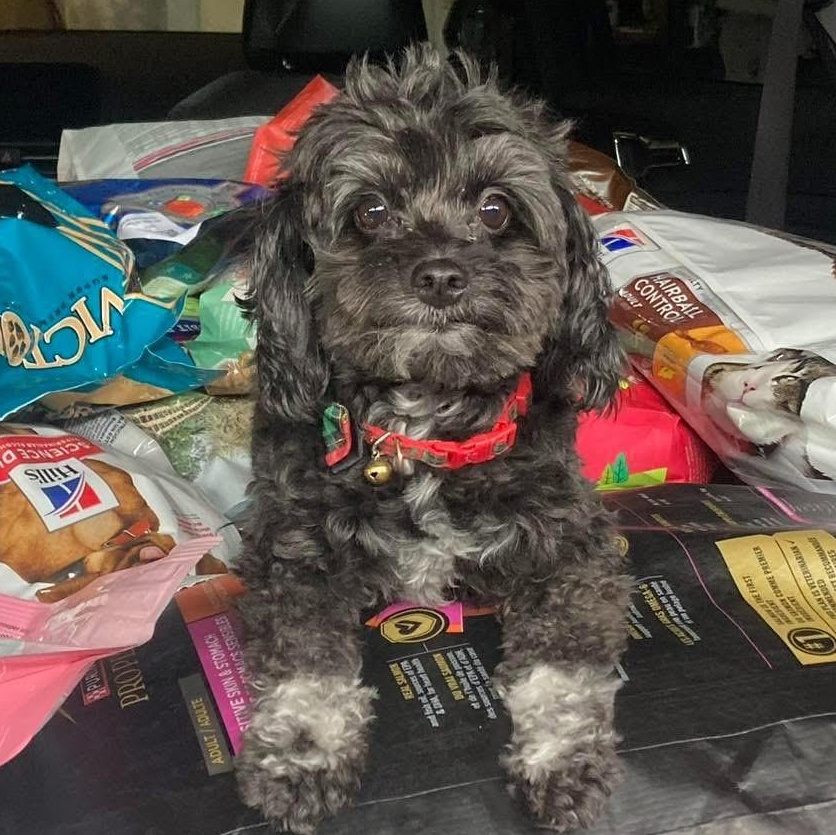 Enlarge Gus, an adopted mixed breed in Bettendorf, IA image 2/6