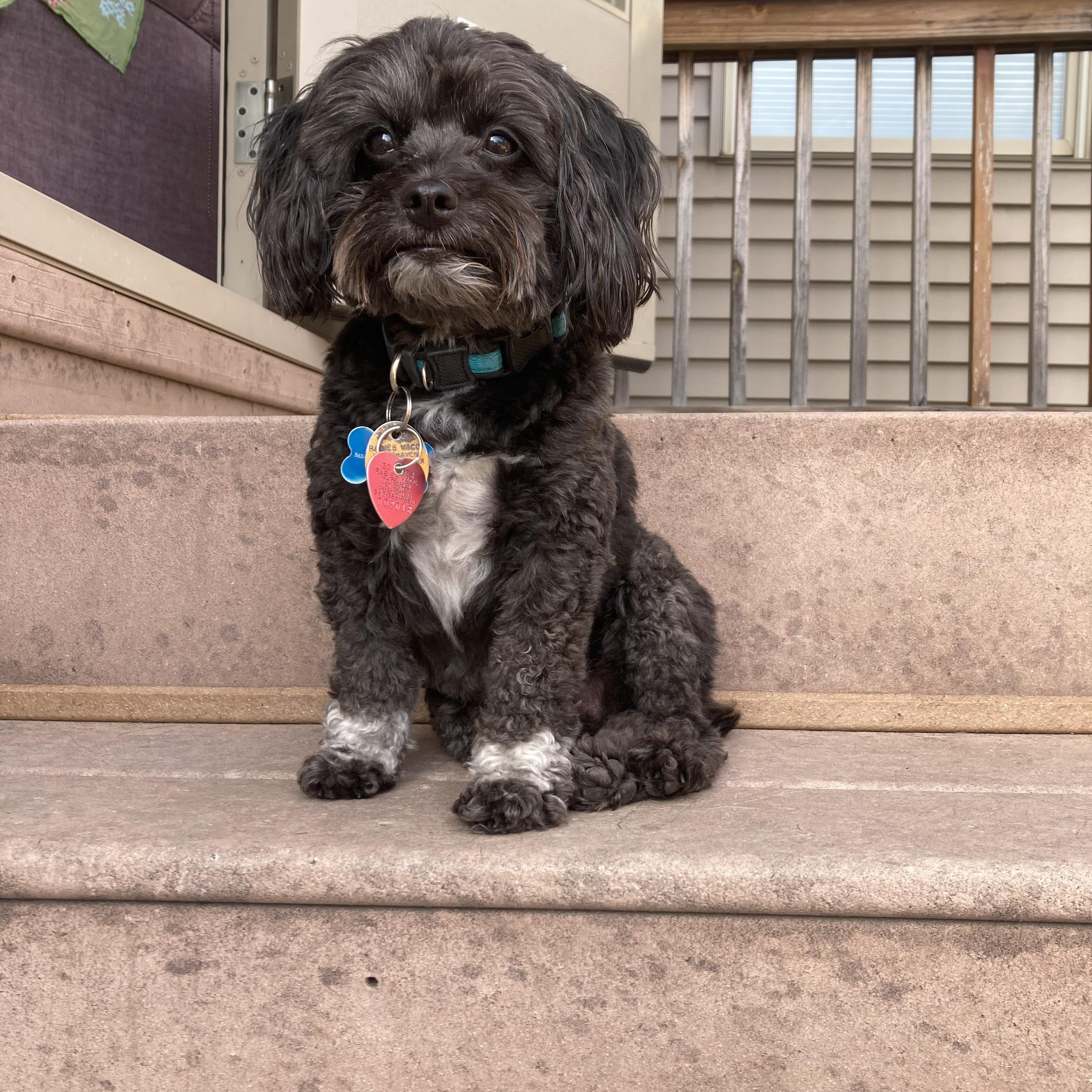 Enlarge Gus, an adopted mixed breed in Bettendorf, IA image 6/6