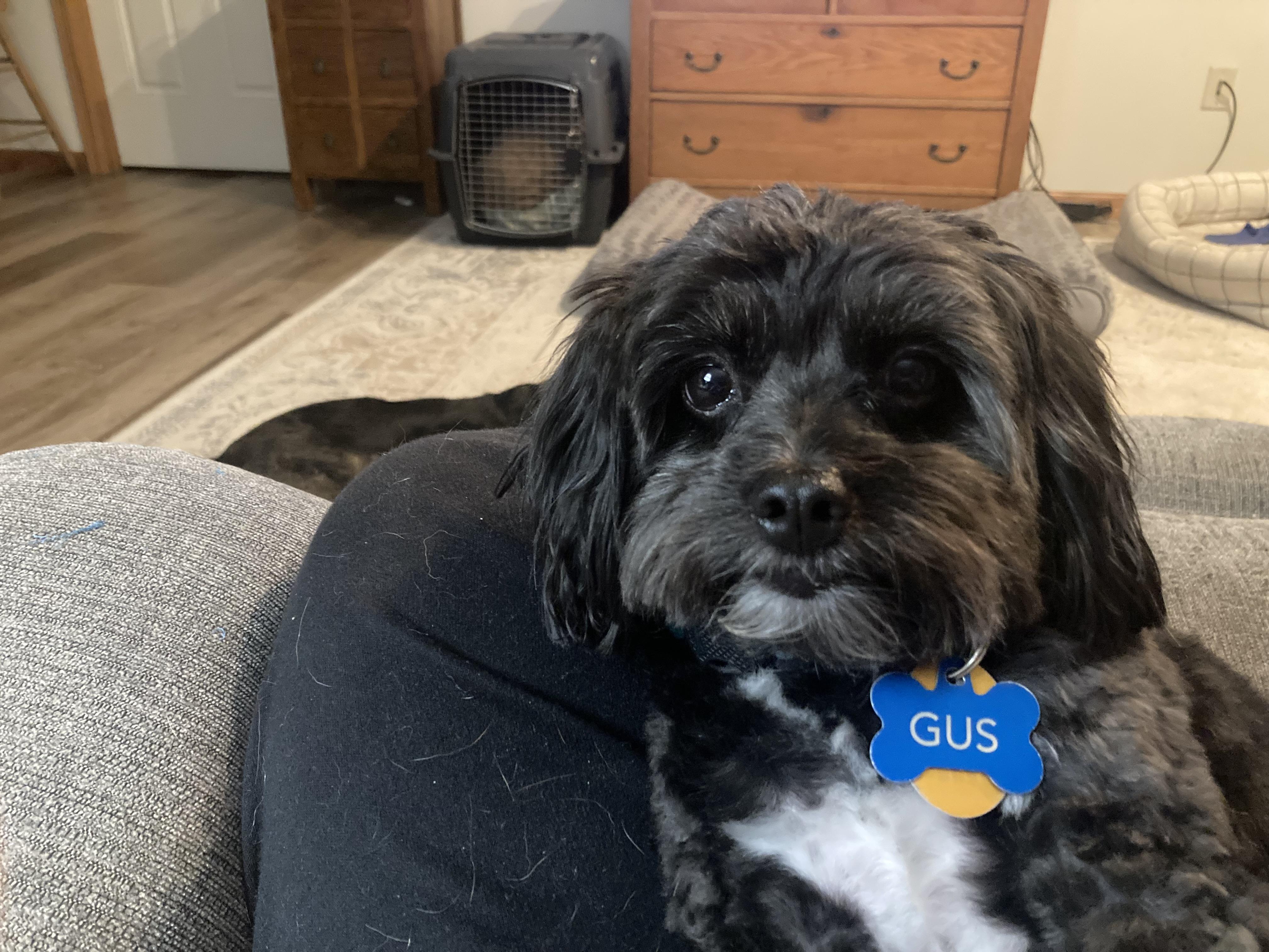 Enlarge Gus, an adopted mixed breed in Bettendorf, IA image 4/6