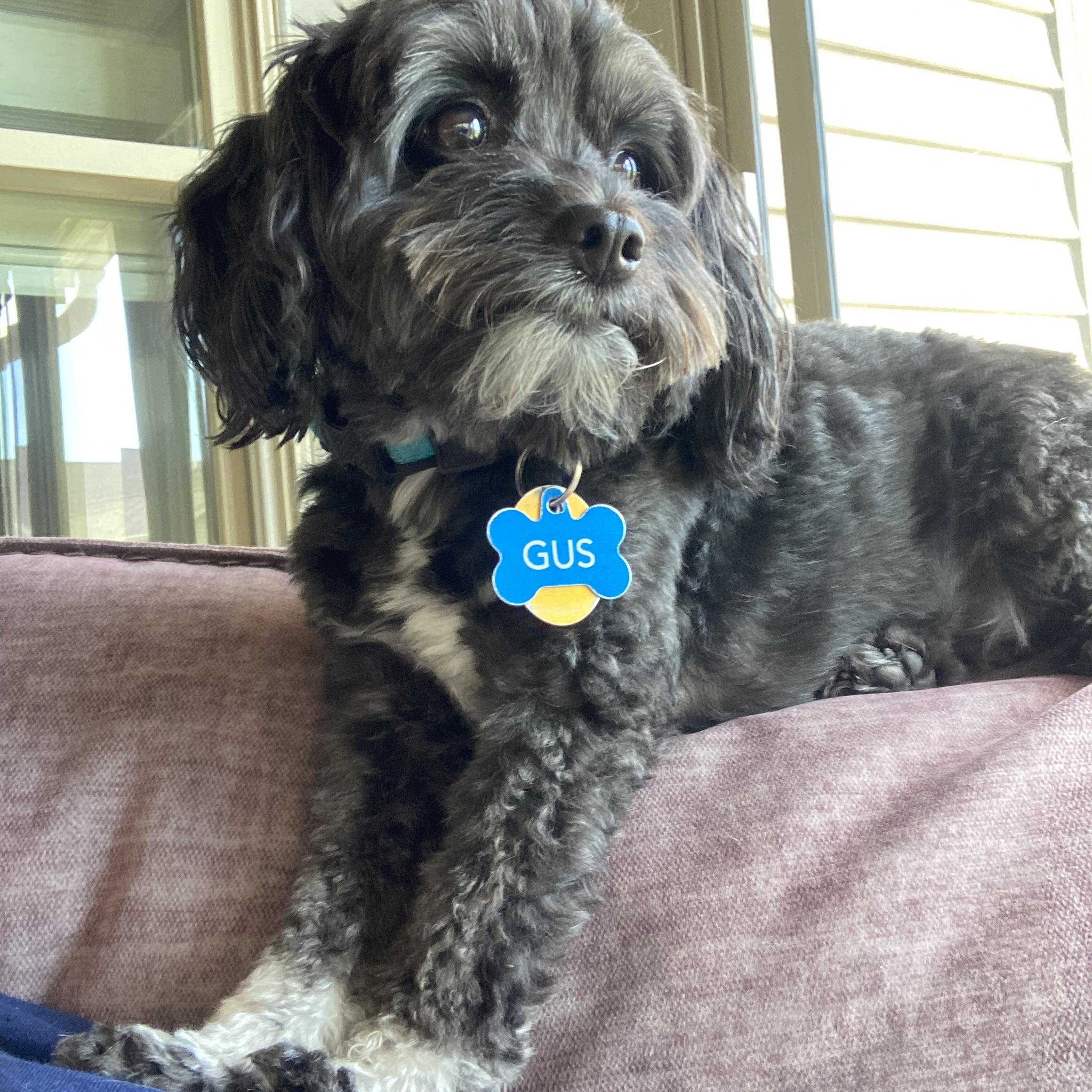 Enlarge Gus, an adopted mixed breed in Bettendorf, IA image 5/6