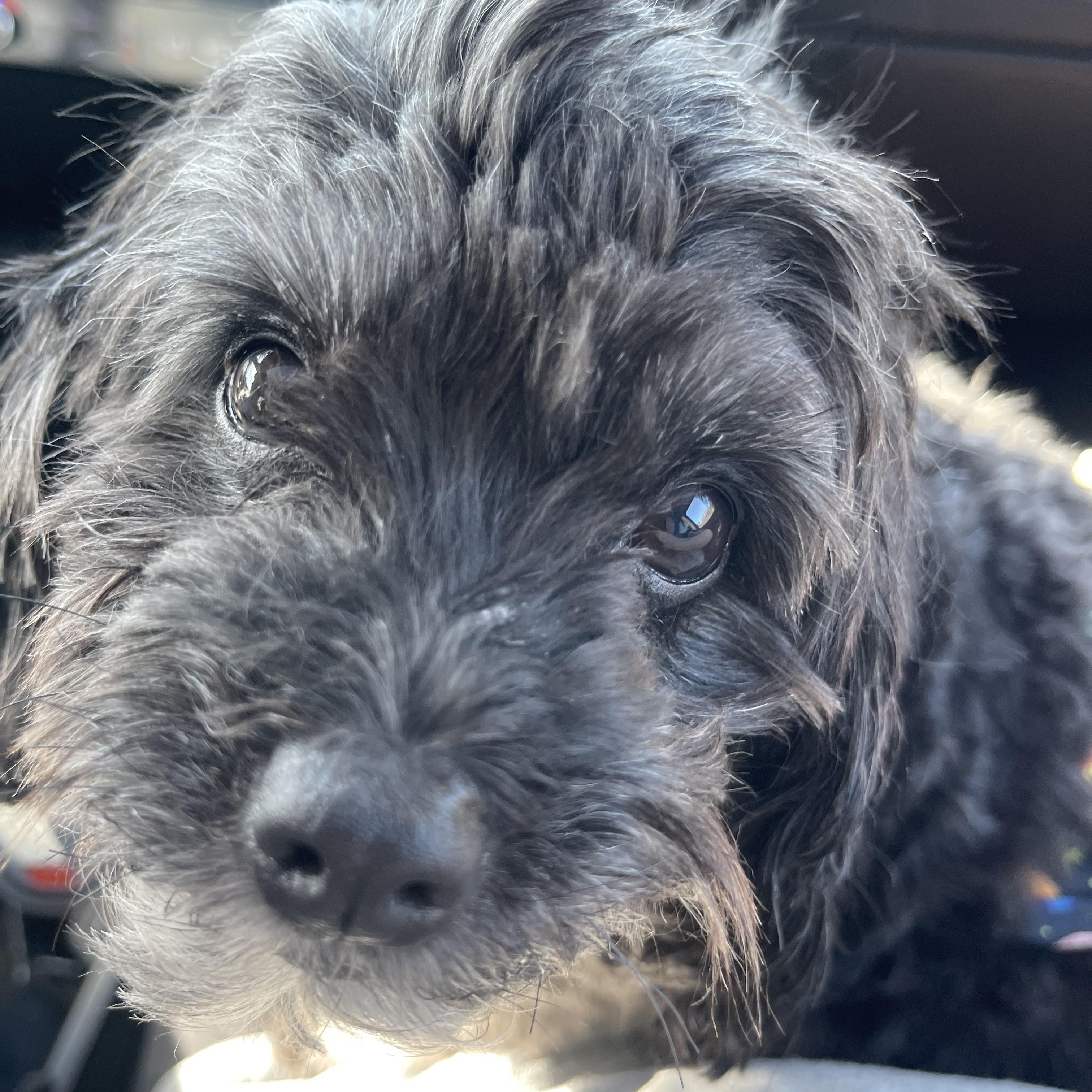 Enlarge Gus, an adopted mixed breed in Bettendorf, IA image 3/6