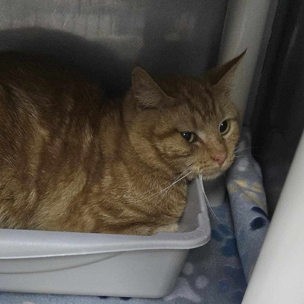 Enlarge Zonk 26-0149, a Adoptable Domestic Short Hair in Yanceyville, NC image 1/1