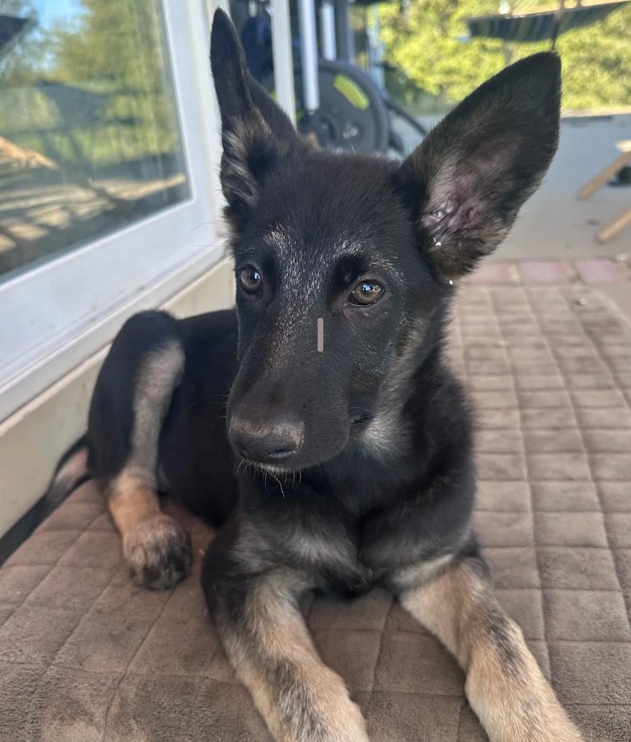 Wilson, ADOPTABLE, Puppy Male German Shepherd Dog.