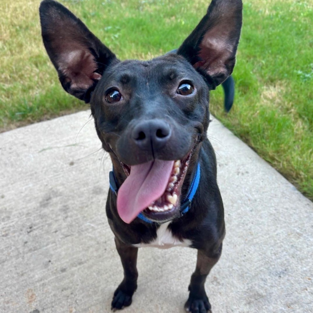 Enlarge Hayley, a Adoptable mixed breed in Krum, TX image 2/6