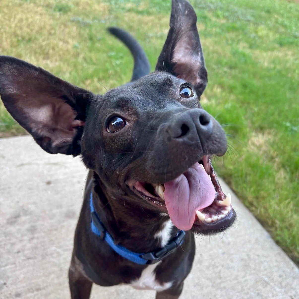 Enlarge Hayley, a Adoptable mixed breed in Krum, TX image 1/6