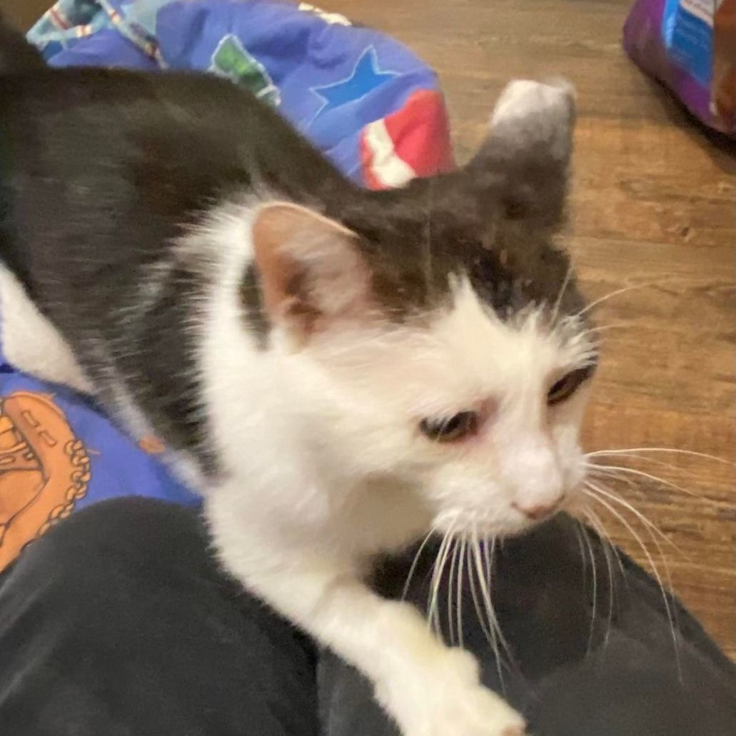 Jax FIV positive, Adoptable, Adult Male Domestic Short Hair & Tuxedo.