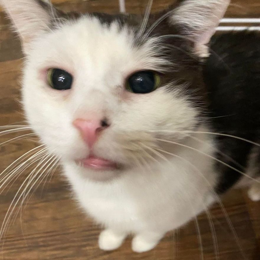 Jax FIV positive, a Adoptable mixed breed in Kankakee, IL image 2/7