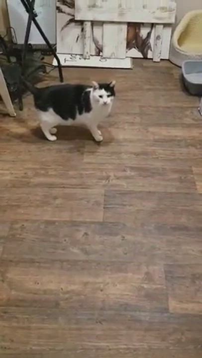 Enlarge Jax FIV positive, a Adoptable mixed breed in Kankakee, IL video 7/7