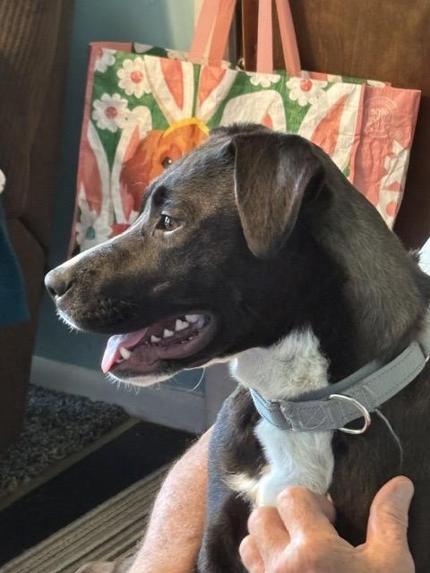 Cora, a ADOPTABLE mixed breed in Manhasset, NY image 5/5