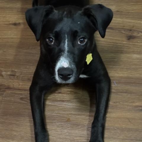 Cora, a ADOPTABLE mixed breed in Manhasset, NY image 2/5