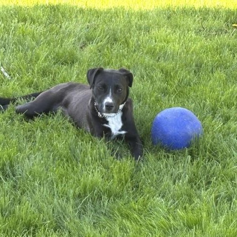 Cora, a ADOPTABLE mixed breed in Manhasset, NY image 4/5