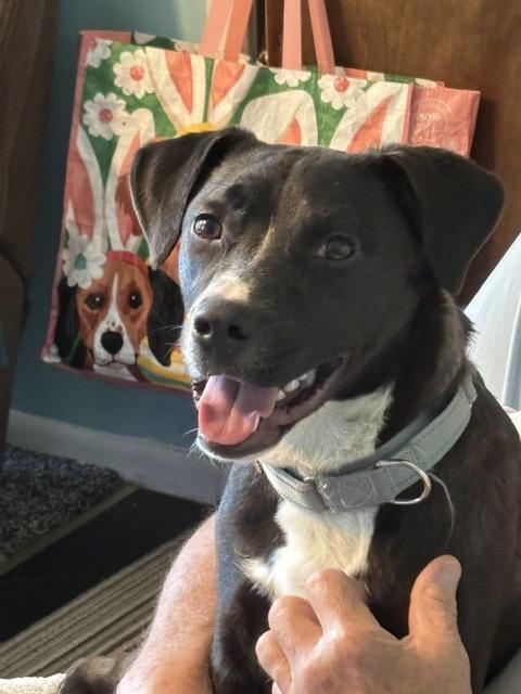 Cora, a ADOPTABLE mixed breed in Manhasset, NY image 3/5