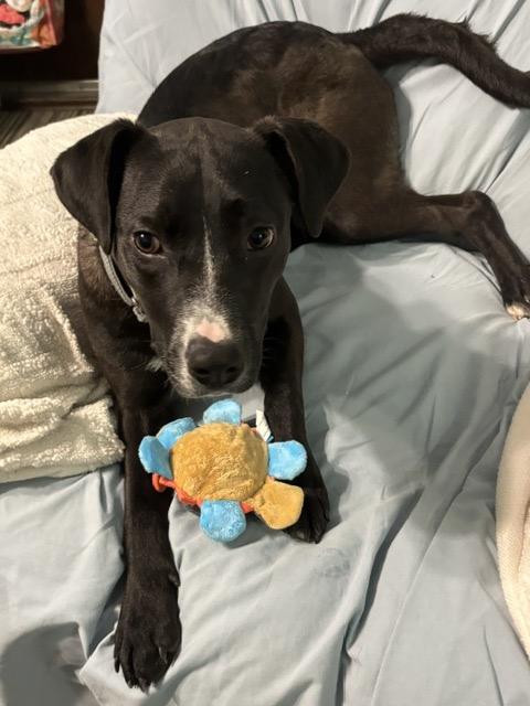 Cora, a ADOPTABLE mixed breed in Manhasset, NY image 1/5