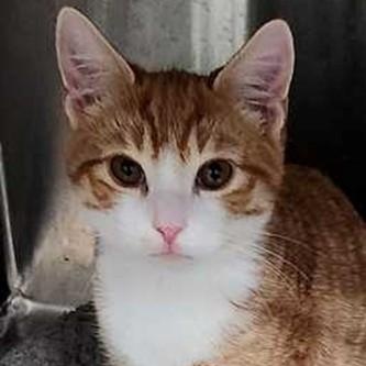 Enlarge Jonas, a ADOPTABLE Tabby in Lancaster, VA image 1/1