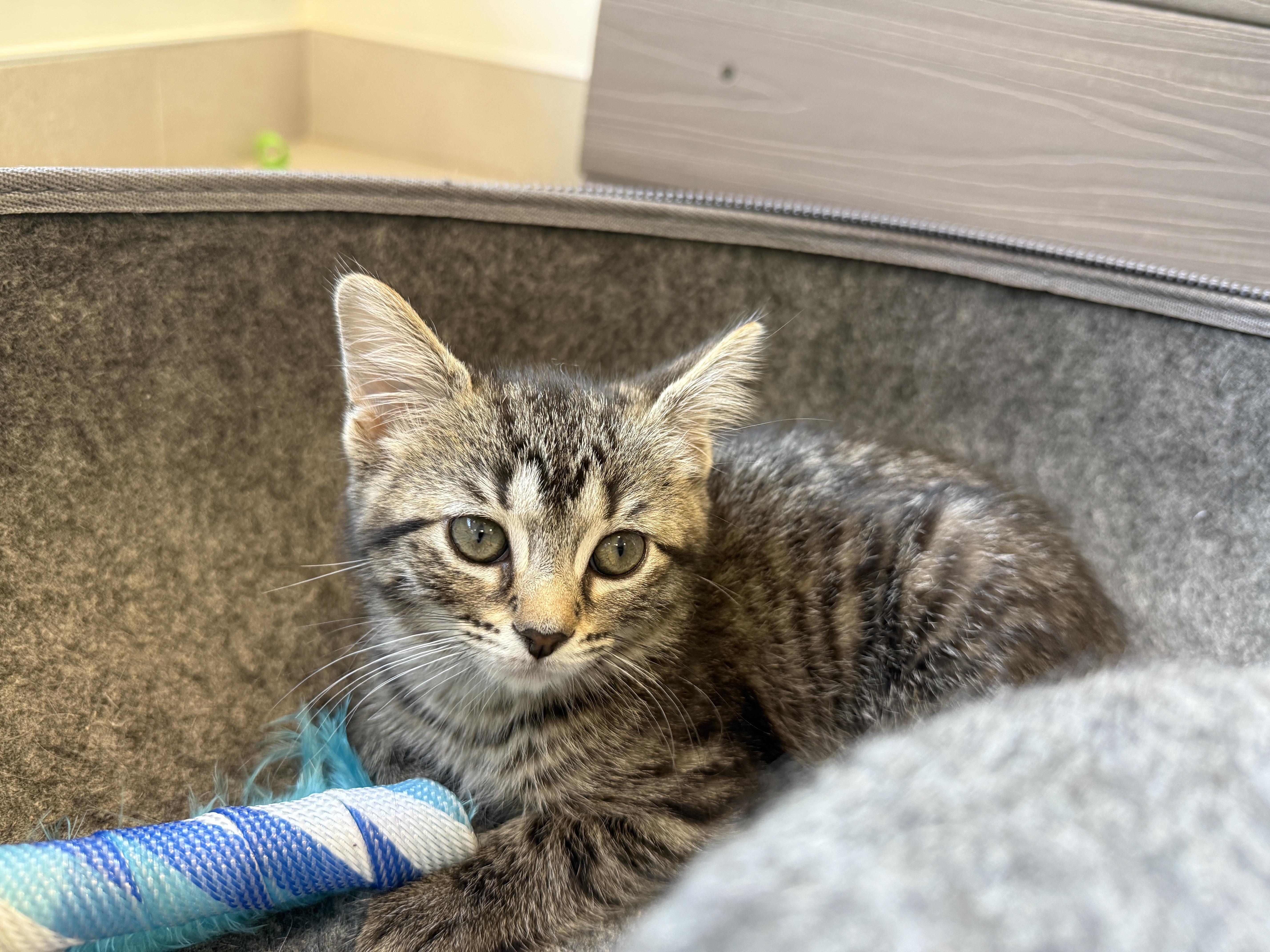 Luffy, Adoptable, Kitten Female Domestic Short Hair.