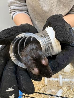 New Mexico, a Adoptable Mouse in Seattle, WA image 1/2