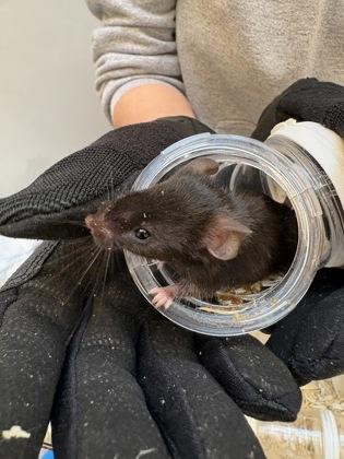 New Mexico, a Adoptable Mouse in Seattle, WA image 2/2