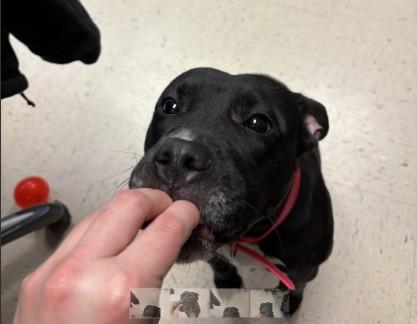 Enlarge June Bug, a ADOPTABLE American Staffordshire Terrier in Ashland, VA image 6/6