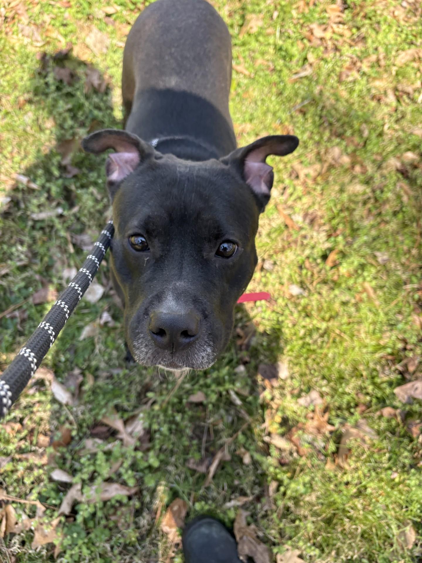 Enlarge June Bug, a ADOPTABLE American Staffordshire Terrier in Ashland, VA image 5/6