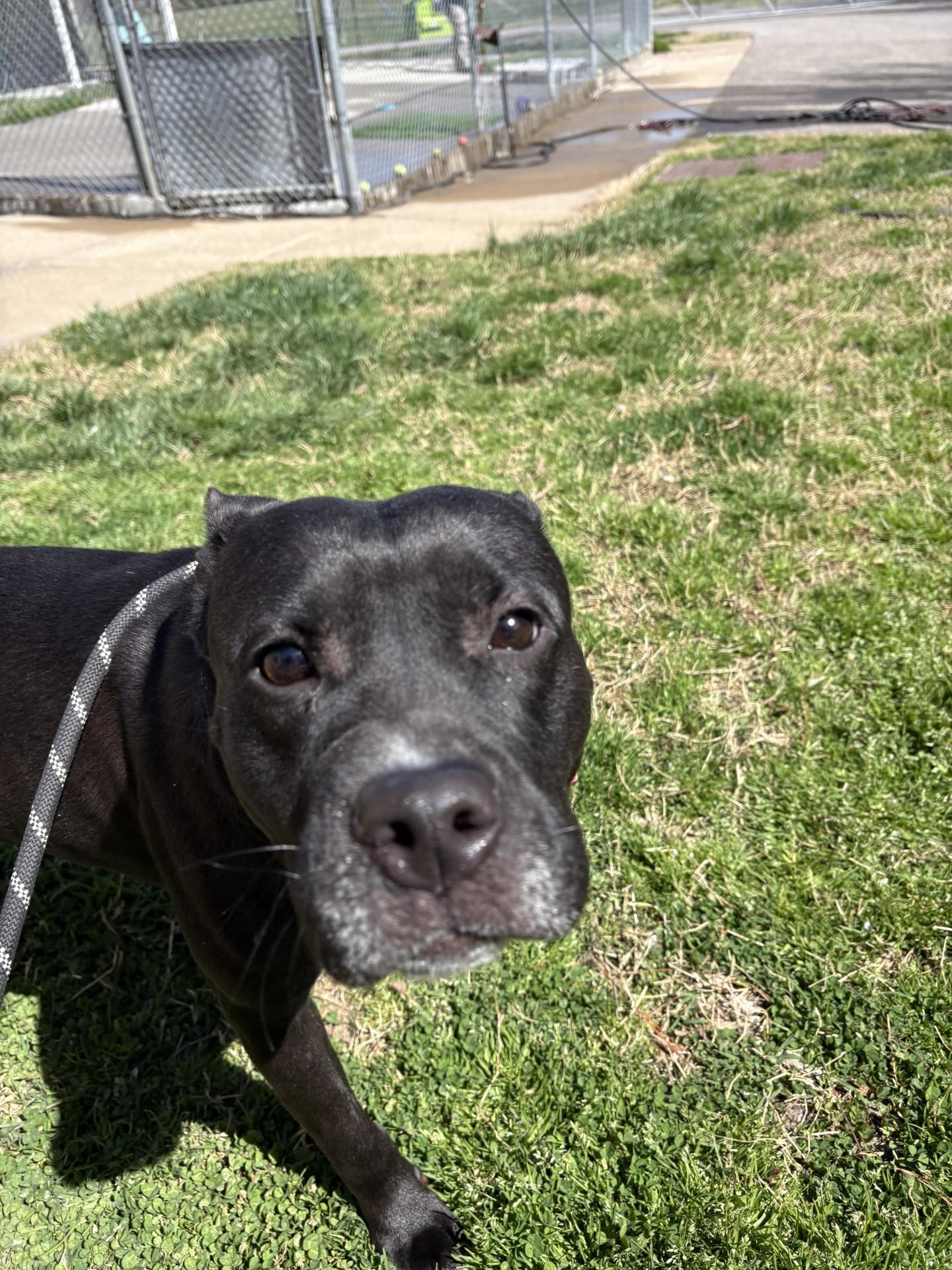 Enlarge June Bug, a ADOPTABLE American Staffordshire Terrier in Ashland, VA image 3/6
