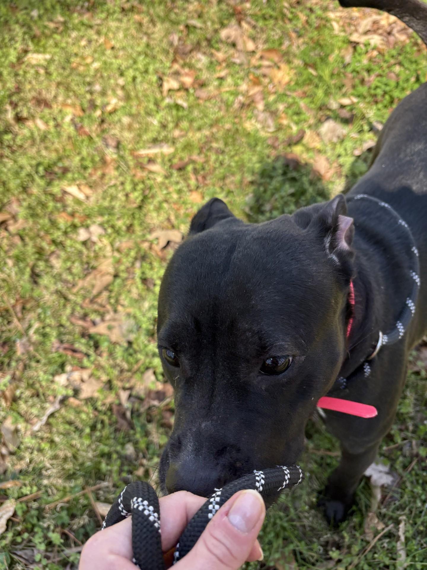 Enlarge June Bug, a ADOPTABLE American Staffordshire Terrier in Ashland, VA image 4/6