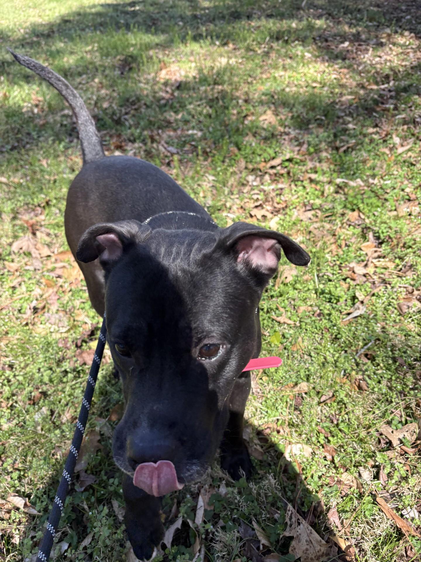 Enlarge June Bug, a ADOPTABLE American Staffordshire Terrier in Ashland, VA image 2/6