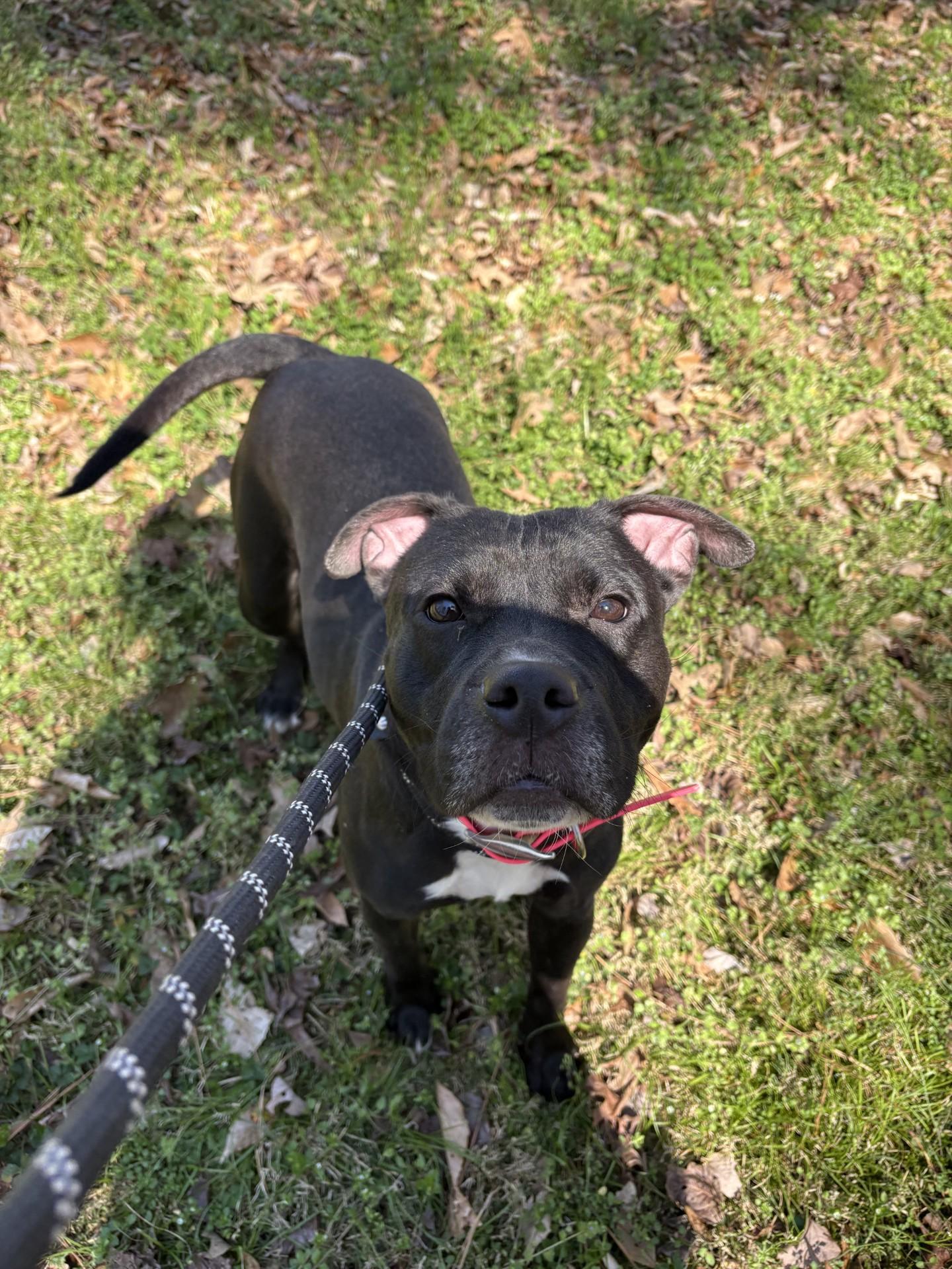 June Bug, ADOPTABLE, Adult Female American Staffordshire Terrier.