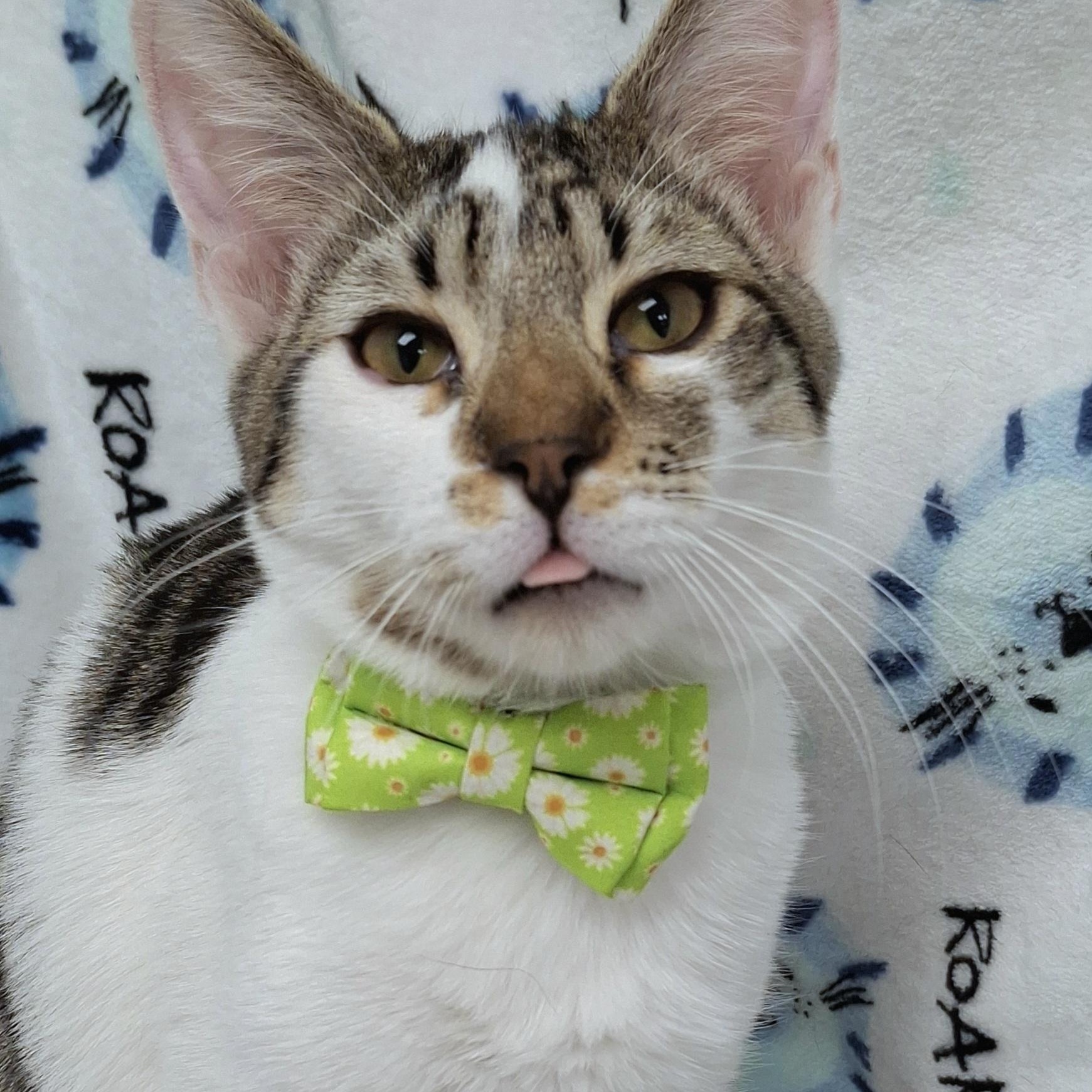 Enlarge :::Ralph:::, an adopted mixed breed in Yorba Linda, CA image 4/5