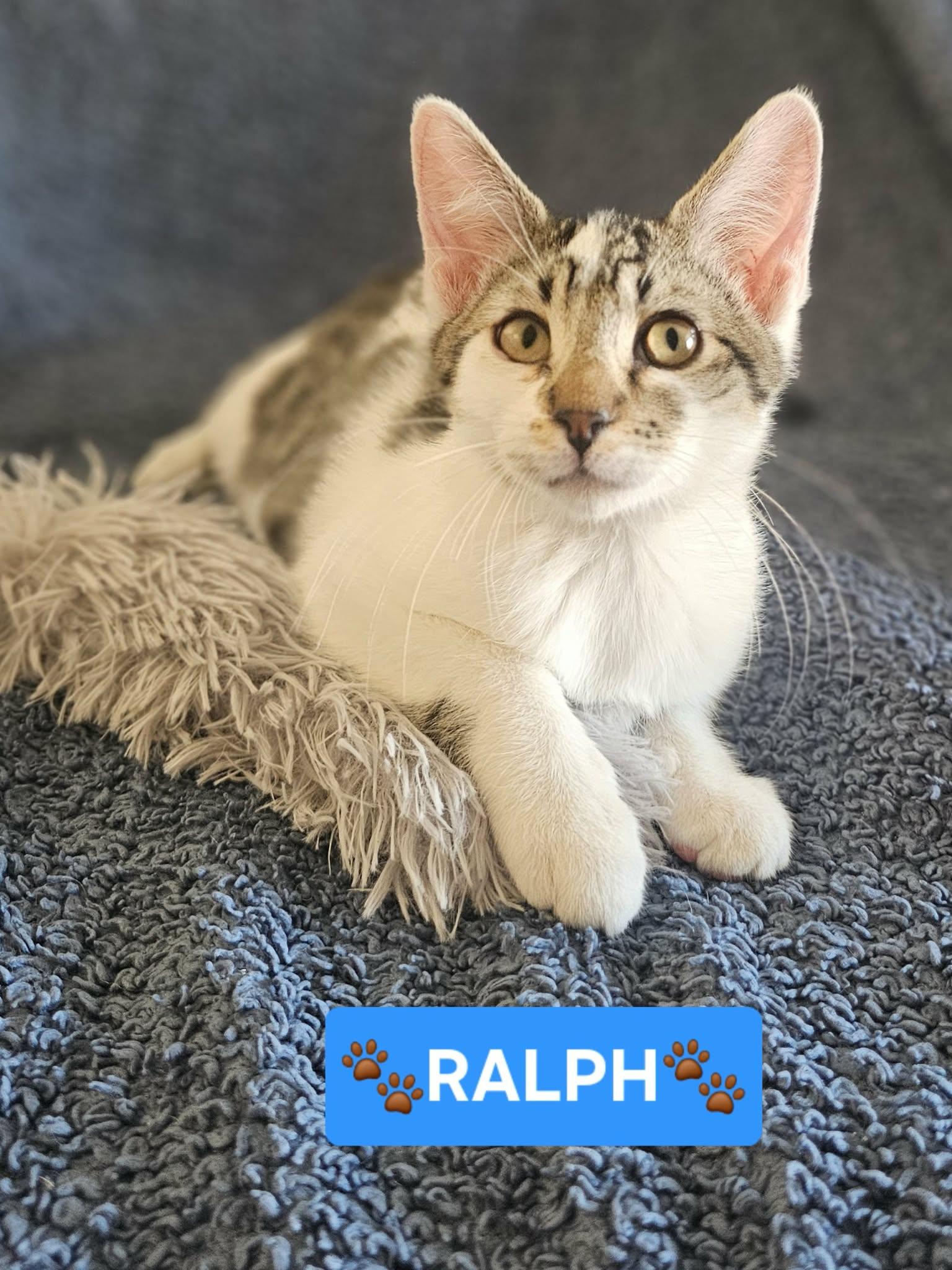 Enlarge :::Ralph:::, an adopted mixed breed in Yorba Linda, CA image 3/5