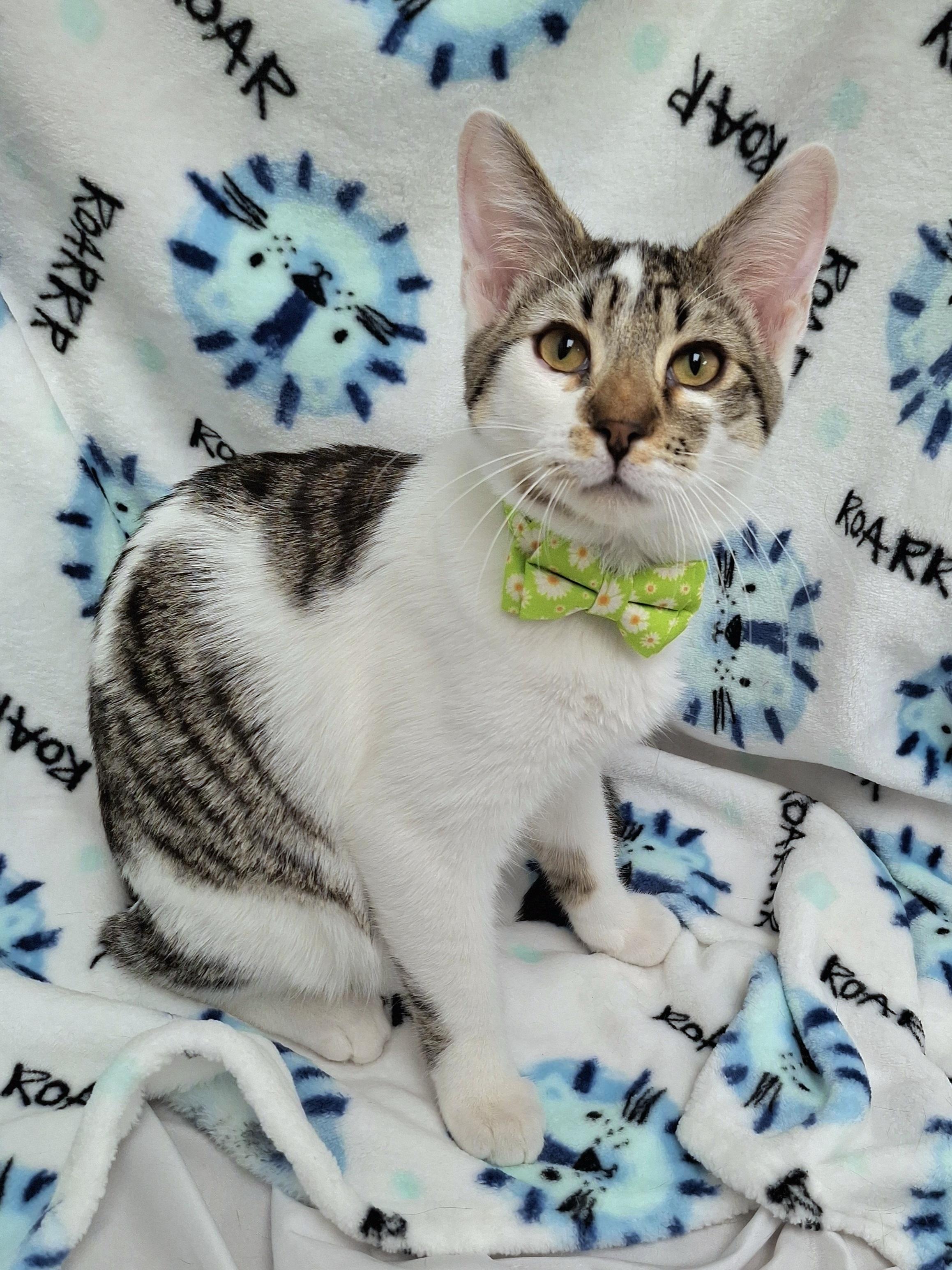 Enlarge :::Ralph:::, an adopted mixed breed in Yorba Linda, CA image 2/5