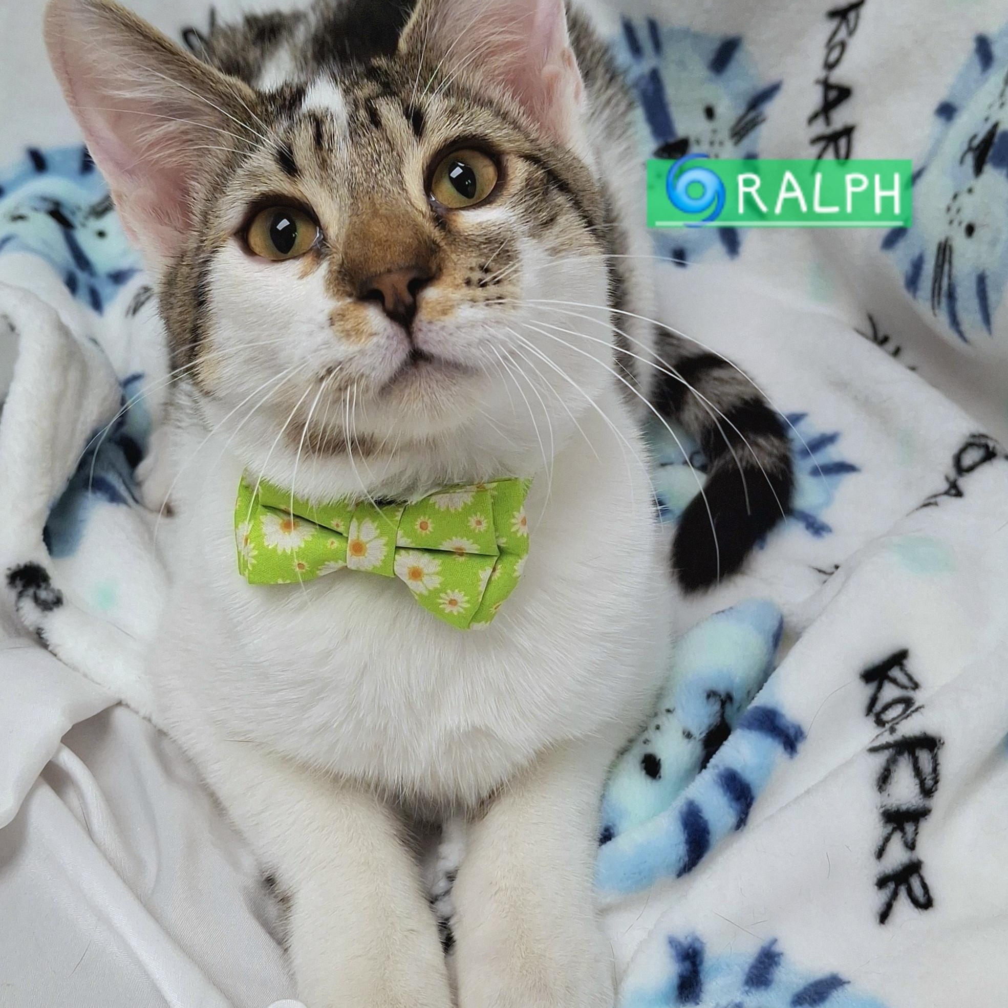 Enlarge :::Ralph:::, an adopted mixed breed in Yorba Linda, CA image 1/5