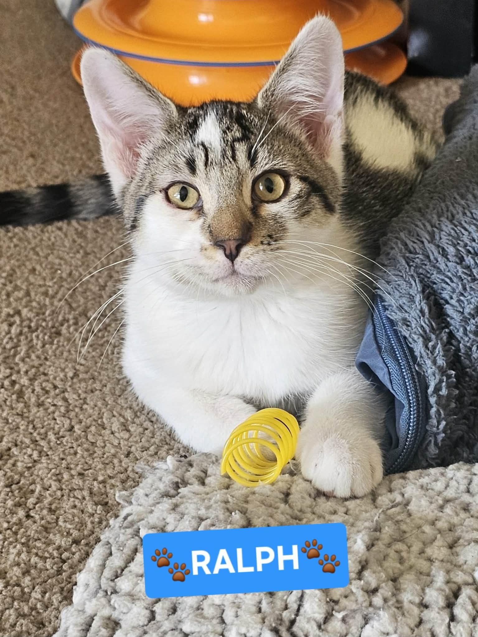 Enlarge :::Ralph:::, an adopted mixed breed in Yorba Linda, CA image 5/5